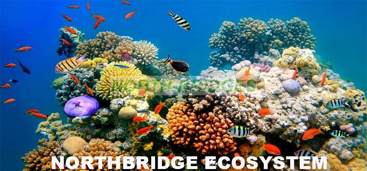 001-NORTHBRIDGE-Ecosystem.jpg